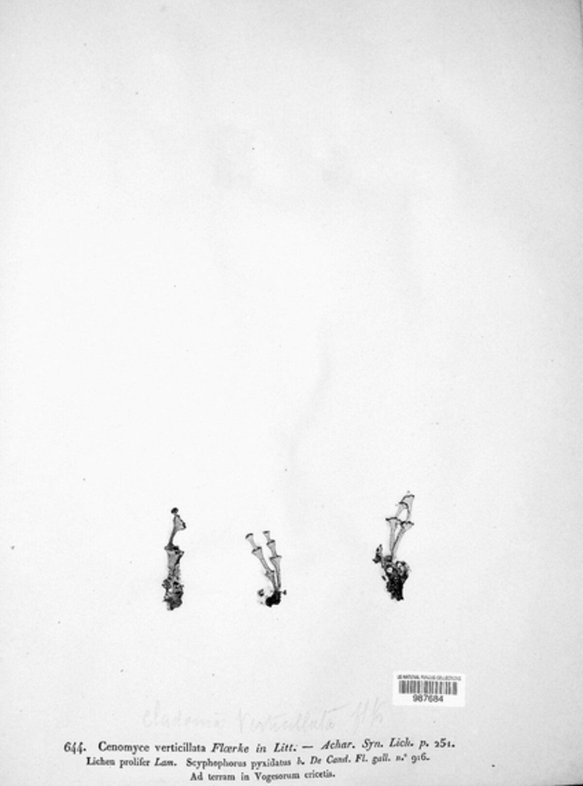 Cenomyce verticillata image